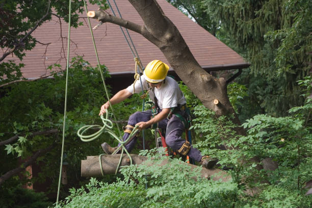 Lawn Pest Prevention in St Charles, MI